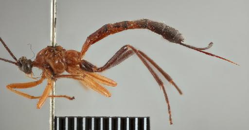 Epimecis latifasciatus Cameron, P., 1911 - Acrotaphus_latifasciatus_holotype_lateral_010202129