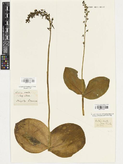 Neottia ovata (L.) Rich. - BM001117236