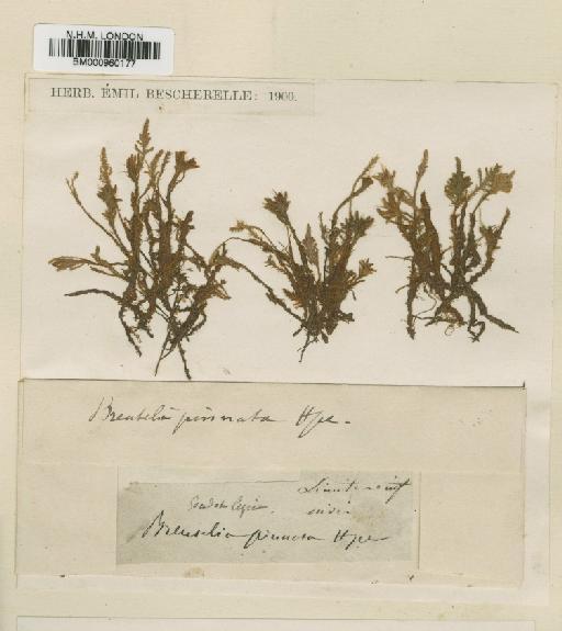 Philonotis scabriflolia (Hook.f. & Wilson) Braithw. - BM000960177