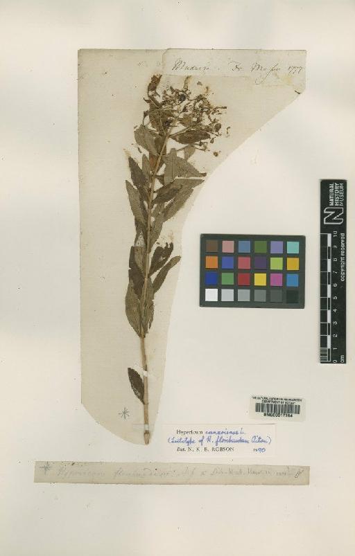 Hypericum canariense L. - BM000617764