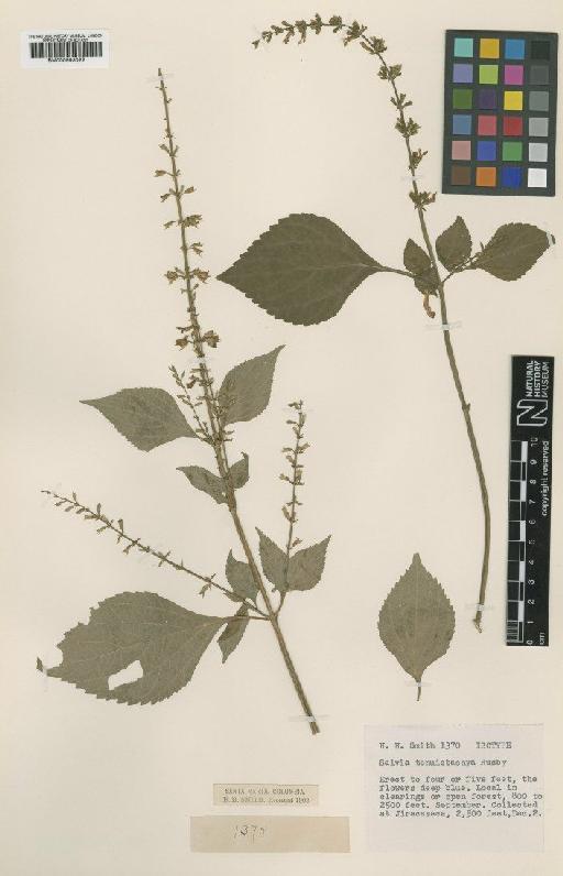 Salvia angulata Benth. - BM000993022