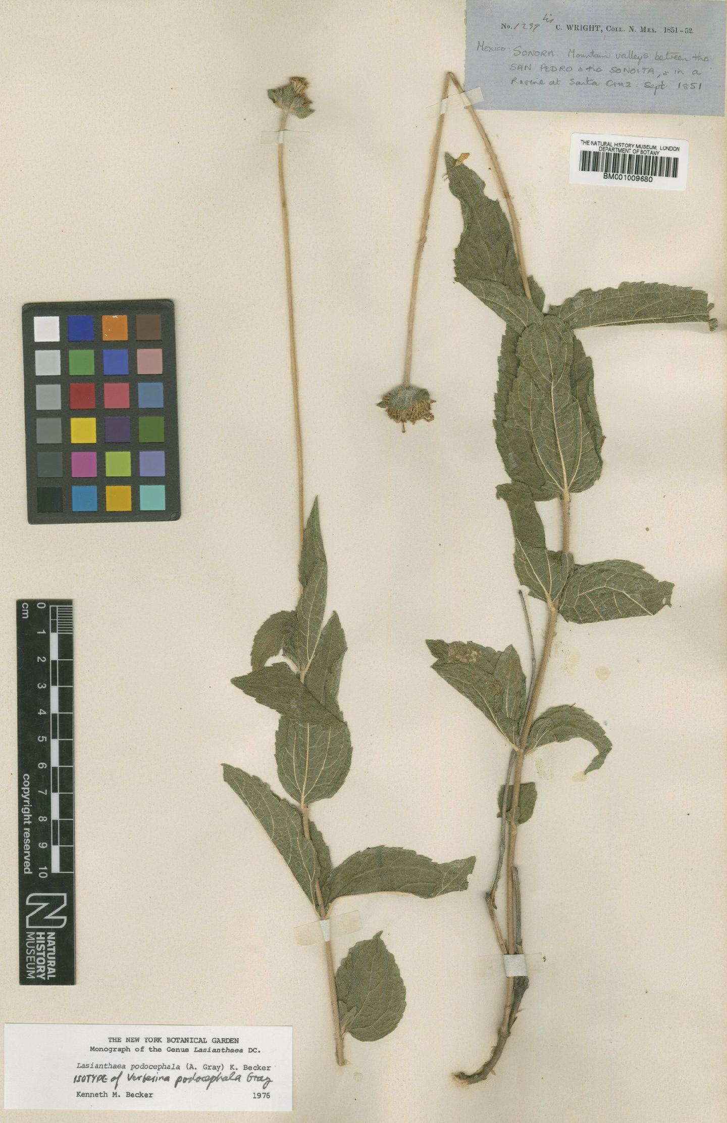 To NHMUK collection (Lasianthaea podocephala (A.Gray) K.M.Becker; Isotype; NHMUK:ecatalogue:617842)