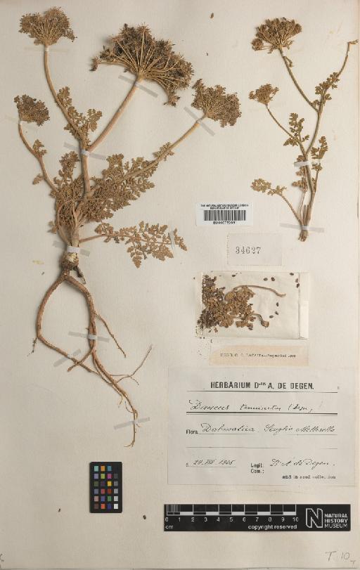 Daucus carota subsp. hispanicus (Gouan) Thell. - BM000752081