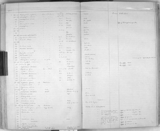 Rhinolophus ferrumequinum ferrumequinum Schreber, 1774 - Zoology Accessions Register: Mammals: 1904 - 1910: page 103