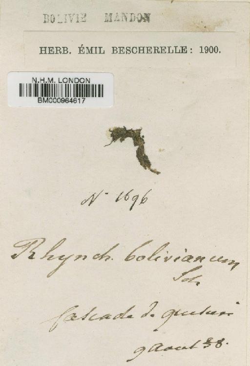 Rhynchostegium bolivianum Schimp. - BM000964617