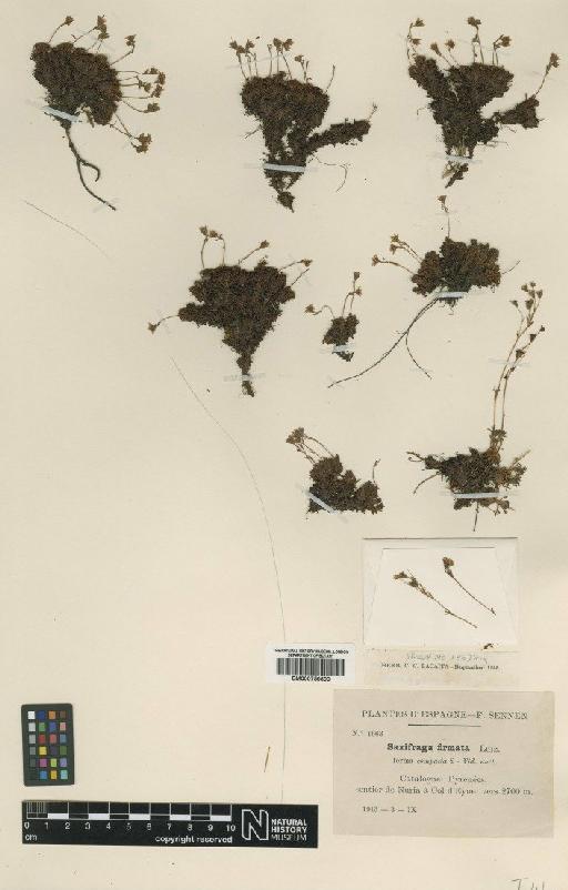 Saxifraga pubescens Pourr. - BM000750600