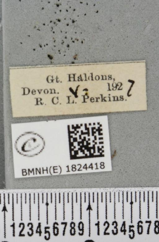 Eupithecia nanata (Hübner, 1813) - BMNHE_1824418_label_387175