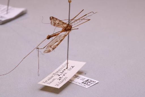 Tipulidae Latreille, 1802 - 013741287_additional_1