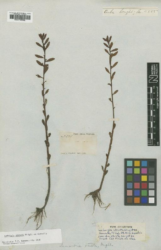 Ludwigia stricta (C.Wright ex Griseb.) C.Wright - BM001008368