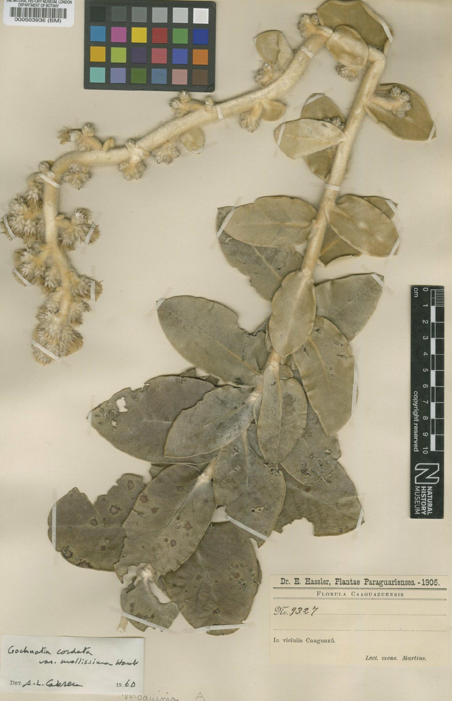 To NHMUK collection (Gochnatia cordata var. mollissima Hassl.; Type; NHMUK:ecatalogue:4567022)