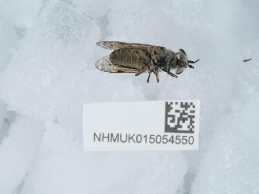 Haematopota pluvialis (Linnaeus, 1758) - 015054550_1