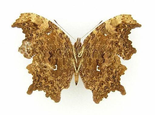 Polygonia gigantea Leech - Polygonia gigantea type underside