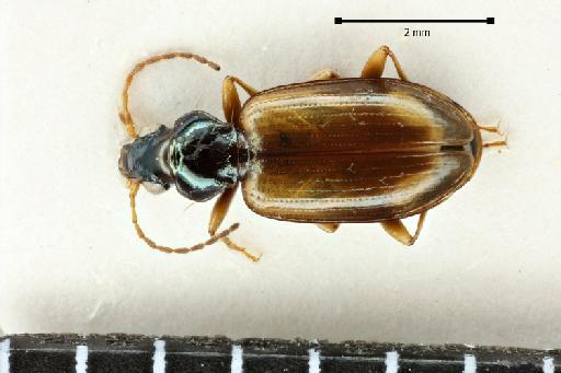 Bembidion (Peryphus) insidiosum Solsky, 1874 - 2017-03-19 15-45-14 (C)-Bembidion-insidiosem-insidiosem-NHMUK010580461