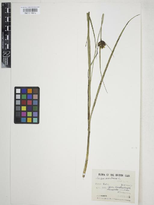 Bolboschoenus maritimus (L.) Palla - 015148012
