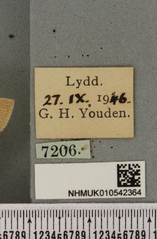 Rhizedra lutosa (Hübner, 1803) - NHMUK_010542364_label_599129