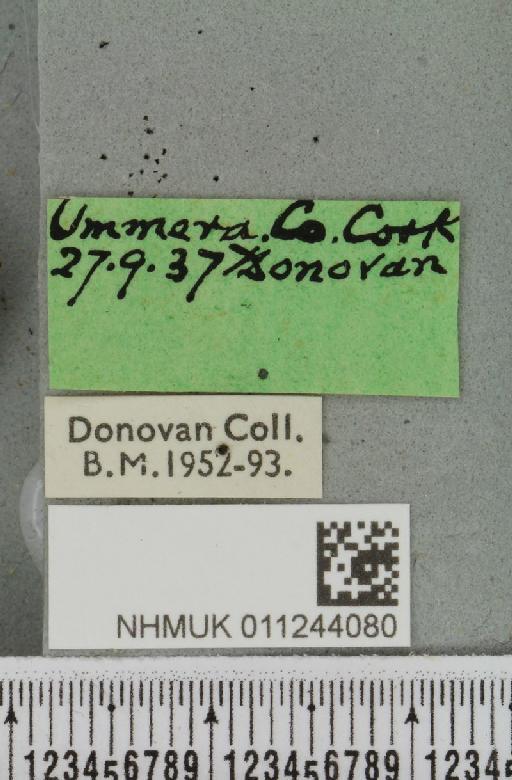 Aporophyla nigra (Haworth, 1809) - NHMUK_011244080_label_645218