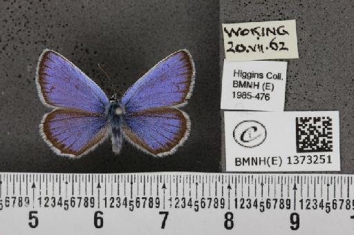 Plebejus argus argus - BMNHE_1373251_167229