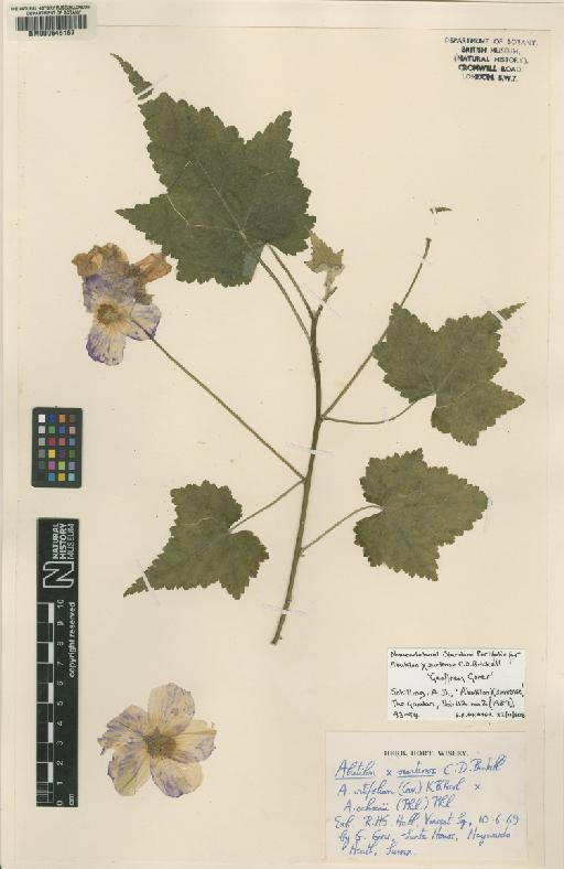 Corynabutilon × suntense (C.D.Brickell) Fryxell - BM000645167