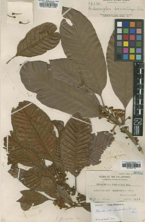 Pouteria foxworthyi Elmer - BM000997181