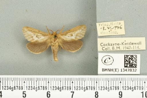 Korscheltellus lupulina ab. senex Pfitzner, 1912 - BMNHE_1347832_186357