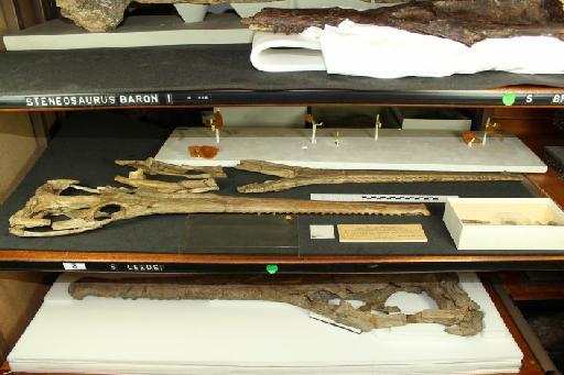 Charitomenosuchus leedsi - 010037802_L010092910