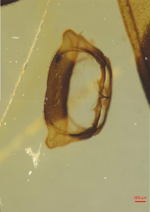 Galerucinae Latreille, 1802 - 010131575___10