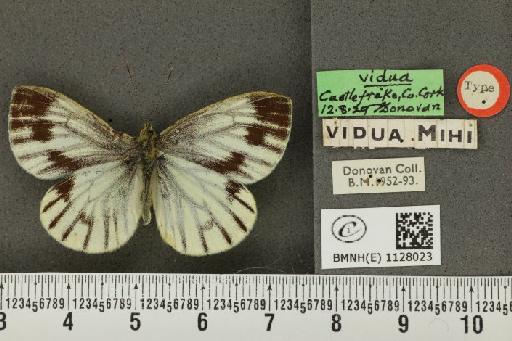 Pieris napi britannica ab. vidua Donovan, 1936 - BMNHE_1128023_81232