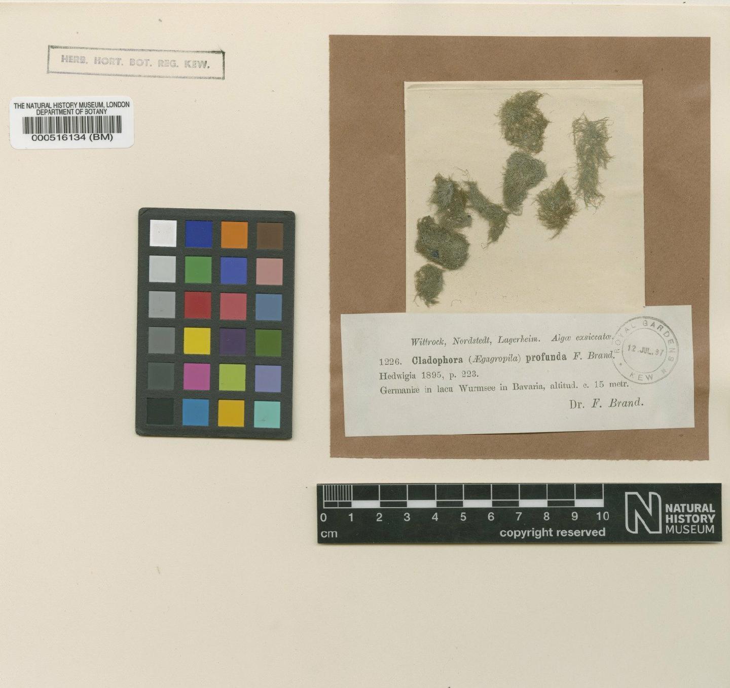 To NHMUK collection (Cladophora profunda F.Brand; Type; NHMUK:ecatalogue:738552)