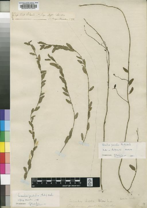 Cebatha pendula (J.R.Forst. & G.Forst.) Kuntze - BM000554342