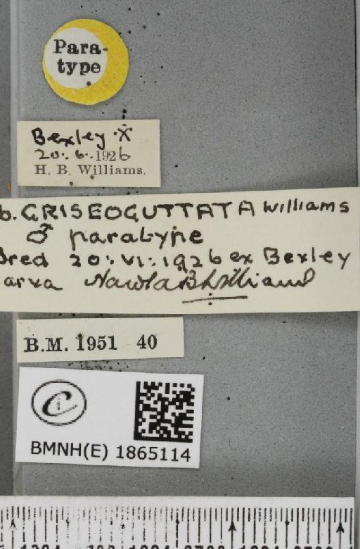 Angerona prunaria ab. griseoguttata Williams, 1947 - BMNHE_1865114_label_430663