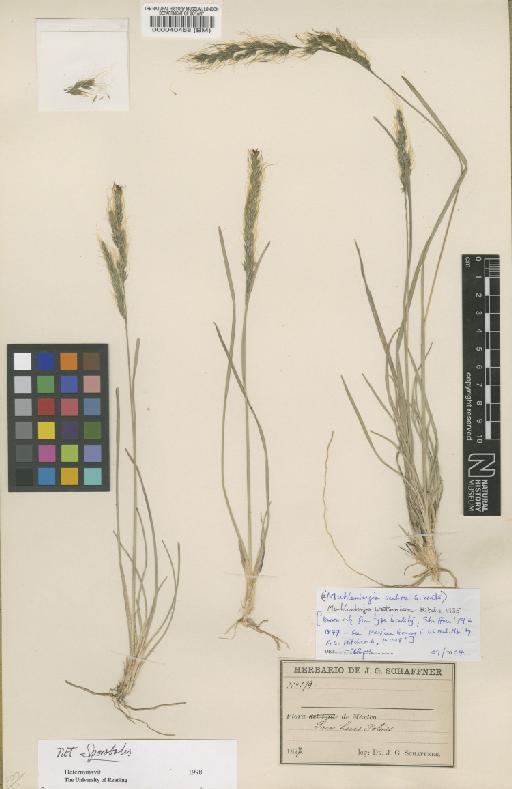 Muhlenbergia watsoniana Hitchc. - BM000040468