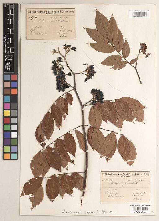 Dalbergia riparia Benth. - BM013709723