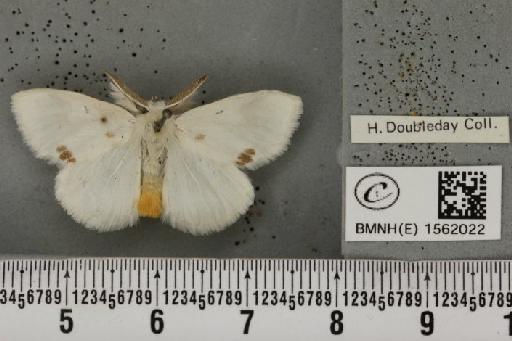 Euproctis similis (Fuessly, 1775) - BMNHE_1562022_254006