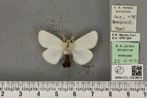 Euproctis chrysorrhoea (Linnaeus, 1758) - BMNHE_1560808_253464