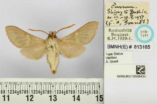 Rethera brandti euteles Jordan, 1937 - NHMUK_010588433_Rethera_brandti_euteles_Jordan_ventral_and_labels.JPG