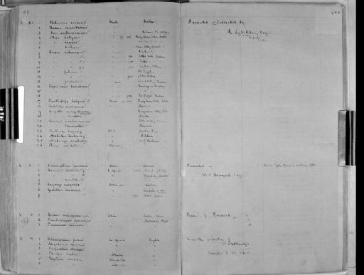 Sus andamanensis - Zoology Accessions Register: Mammals: 1861 - 1890: page 403