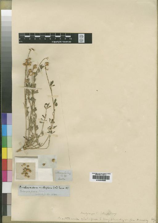 Crotalaria brachycarpa (Benth.) Burtt Davy ex I.Verd. - BM000843239