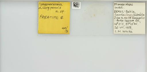 Isogonoceraia divergipennis White & Hodkinson, 1980 - 013482908_117198_1146273_157792_Type_result