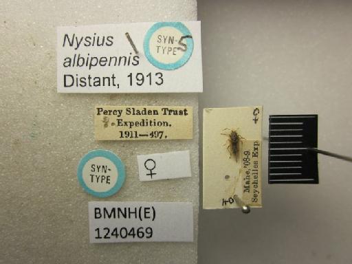 Nysius albipennis Distant, 1913 - Nysius albipennis-BMNH(E)1240469-Syntype female dorsal & labels