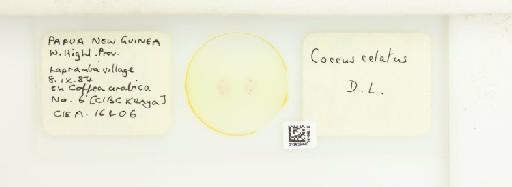 Coccus celatus De Lotto, 1960 - 013529440_117372_1098000_157772_NonType_1_1_1_1_1