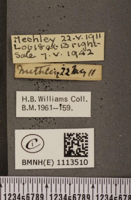 Anthocharis cardamines britannica Verity, 1908 - BMNHE_1113510_label_66738