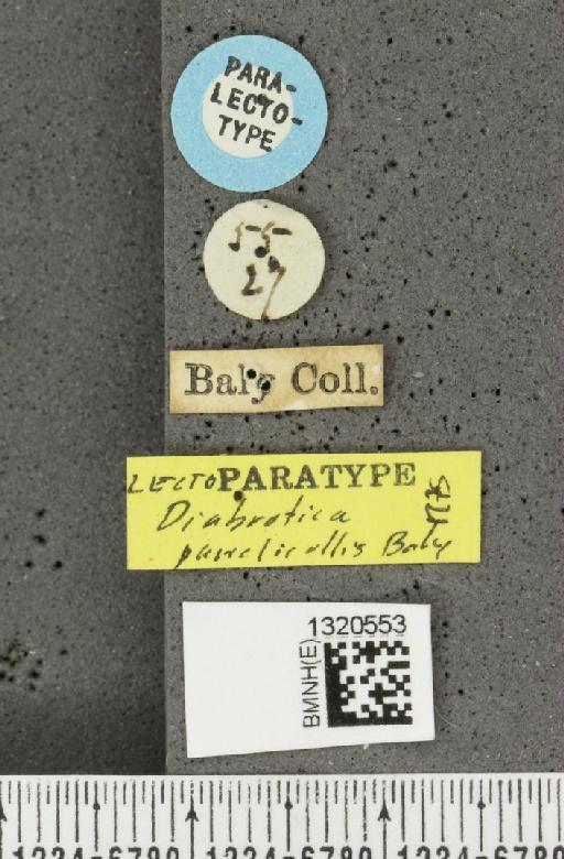 Paratriarius puncticollis (Baly, 1865) - BMNHE_1320553_label_21463