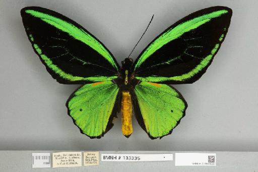 Ornithoptera priamus teucrus Joicey & Talbot, 1916 - 013603220__