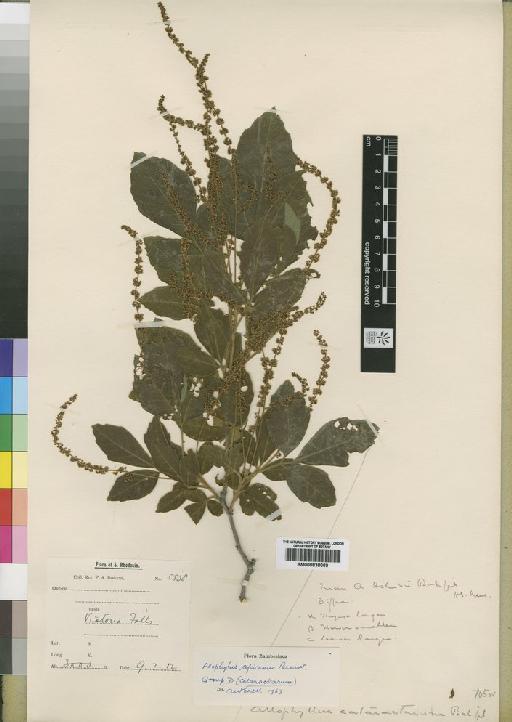 Allophylus africanus P.Beauv. - BM000838060