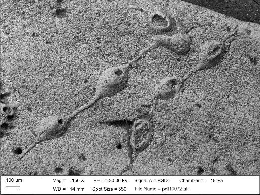 Corymboporella religata Lang, 1916 - PI D 28488 - Corymboporella religata