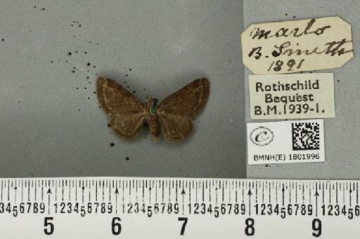 Pasiphila rectangulata ab. nigrosericeata Haworth, 1809 - BMNHE_1801996_378051