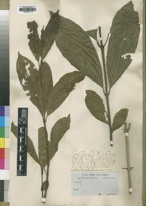 Clerodendrum silvanum f. botryodes (Hiern) R.Fern. - BM000931416