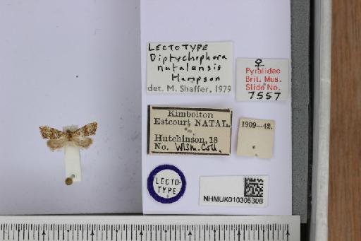 Glaucocharis natalensis (Hampson, 1919) - Diptychophora_natalensis_Hampson_1919_ST_LTms_m_NHMUK010305308_labels