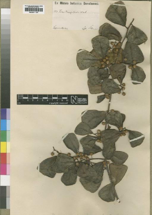 Ficus natalensis subsp. leprieurii (Miq.) C.C.Berg - BM000911450