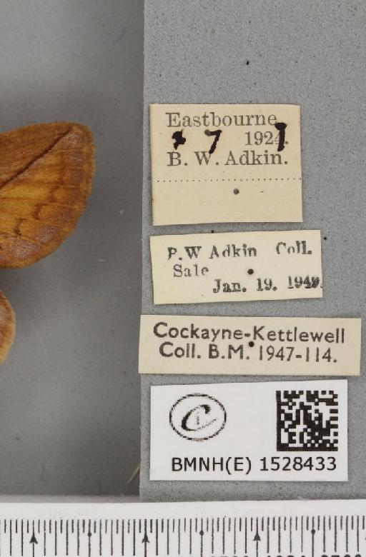 Euthrix potatoria (Linnaeus, 1758) - BMNHE_1528433_label_196990